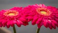 Beautiful close up of the Gerbera