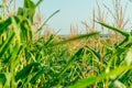 Beautiful close up of green corn on a sunny summer day. Corn on a sunny summer day. Corn close up