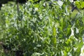 Beautiful close-up of green fresh peas and pea pods. Royalty Free Stock Photo