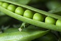 Beautiful close up of green fresh peas and pea pods Royalty Free Stock Photo