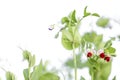 Beautiful close up of green fresh peas and pea pods. Healthy food. Selective focus Royalty Free Stock Photo