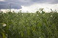 Beautiful close-up of green fresh peas and pea pods. Healthy food. Selective focus on fresh bright green pea pods on Royalty Free Stock Photo