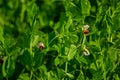 Beautiful close-up of green fresh peas and pea pods. Healthy food. Selective focus on fresh bright green pea pods on pea plants in Royalty Free Stock Photo