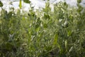 Beautiful close-up of green fresh peas and pea pods. Healthy food. Selective focus on fresh bright green pea pods on Royalty Free Stock Photo