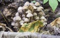 Beautiful close-up of a group of small white forest mushrooms