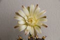 Beautiful close up Gymnocalycium mihanovichii flower cactus on wall background.Beautiful flower soft blur color for background.