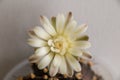 Beautiful close up Gymnocalycium mihanovichii flower cactus on wall background.Beautiful flower soft blur color for background.