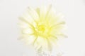 Beautiful close up Gymnocalycium mihanovichii  flower cactus on wall background. Royalty Free Stock Photo
