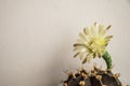 Beautiful close up Gymnocalycium mihanovichii flower cactus on wall background.