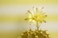 Beautiful close up Gymnocalycium mihanovichii flower cactus on wall background.