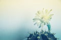 Beautiful close up Gymnocalycium mihanovichii flower cactus on wall background.