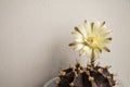 Beautiful close up Gymnocalycium mihanovichii flower cactus on wall background.Beautiful flower soft blur color for background.