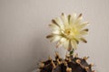 Beautiful close up Gymnocalycium mihanovichii flower cactus on wall background.