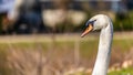 Beautiful close up of the head of a white swan with a blurred background Royalty Free Stock Photo