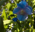 Beautiful close up of Himalayan Blue Poppy