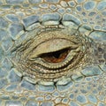 A beautiful close-up image of a green reptile Royalty Free Stock Photo