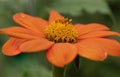 Beautiful close up image of Mexicna Sunflower tithonia rotundifolia flower in English country garden landscape setting