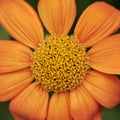 Beautiful close up image of Mexicna Sunflower tithonia rotundifolia flower in English country garden landscape setting