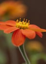 Beautiful close up image of Mexicna Sunflower tithonia rotundifolia flower in English country garden landscape setting