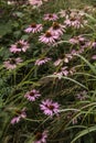 Beautiful close up image of Purple Coneflower Echinacea Purpurea Moench flower in English country garden landscape setting Royalty Free Stock Photo