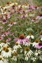 Beautiful close up image of Purple Coneflower Echinacea Purpurea Moench flower in English country garden landscape setting Royalty Free Stock Photo