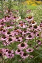 Beautiful close up image of Purple Coneflower Echinacea Purpurea Moench flower in English country garden landscape setting Royalty Free Stock Photo