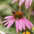 Beautiful close up image of Purple Coneflower Echinacwa Purpurea Moench flower with Buff Tail Bumblebee Bombus Terrestris in Royalty Free Stock Photo