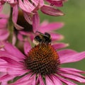 Beautiful close up image of Purple Coneflower Echinacwa Purpurea Moench flower with Buff Tail Bumblebee Bombus Terrestris in Royalty Free Stock Photo