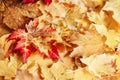 Beautiful close up image shot with colorful yellow red dry autumn fall maple leaves, fall season, view from above, card Royalty Free Stock Photo