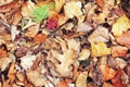 Beautiful close up image shot with colorful yellow red dry autumn fall maple leaves on ground, fall season, view from above Royalty Free Stock Photo