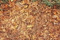 Beautiful close up image shot with colorful yellow red dry autumn fall maple leaves on ground, fall season, view from above Royalty Free Stock Photo