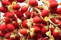 beautiful close-up image of small red palm tree coconuts Royalty Free Stock Photo