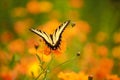 Beautiful close-up image of swallowtail butterfly in orange backgorund