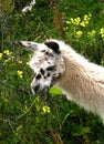 close up image of white llama eating bush in the Andes hills