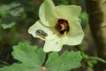 Beautiful Close Up Of Lady Finger Flower Vegetable Leaf Plant House Garden Flora Royalty Free Stock Photo