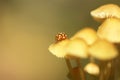 Beautiful close up with ladybug and mushrooms