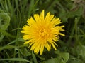 Beautiful close up of large yellow dandelion summer flower bloom