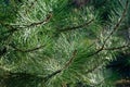 Beautiful close-up of beautiful long green needles Pinus nigra, Austrian pine or black pine in garden