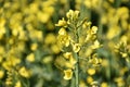 Beautiful Close Up Look at Flowering Rape Seed