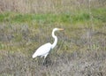 Beautiful Close Up Look at a Great Egret Royalty Free Stock Photo