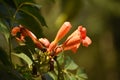 Beautiful Close Up Look at an Orange Trumpet Vine Royalty Free Stock Photo