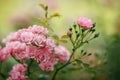 Beautiful close up of a lots of small flowers pink rose flower heads of the blurred background Royalty Free Stock Photo