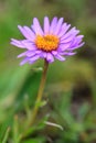 Aster alpinus Royalty Free Stock Photo