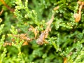 A beautiful close up macro of a crawling snail background