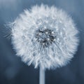 Beautiful close-up macro shot of a dandelion. Natural colour background Royalty Free Stock Photo