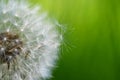 Beautiful close-up macro shot of a dandelion. Natural colour background Royalty Free Stock Photo