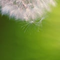 Beautiful close-up macro shot of a dandelion. Natural colour background Royalty Free Stock Photo