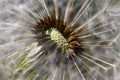 Beautiful close-up macro shot of a dandelion. Natural colour background Royalty Free Stock Photo