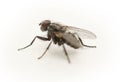 Beautiful close up macro shot of flying carpenter ant - minimalistic image with ant seen from front isolated on white