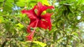 Close up view of red hibiscus flower.